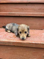 Sage, a female Miniature Dachshund for sale in Portland, OR – Photo 8 of 9