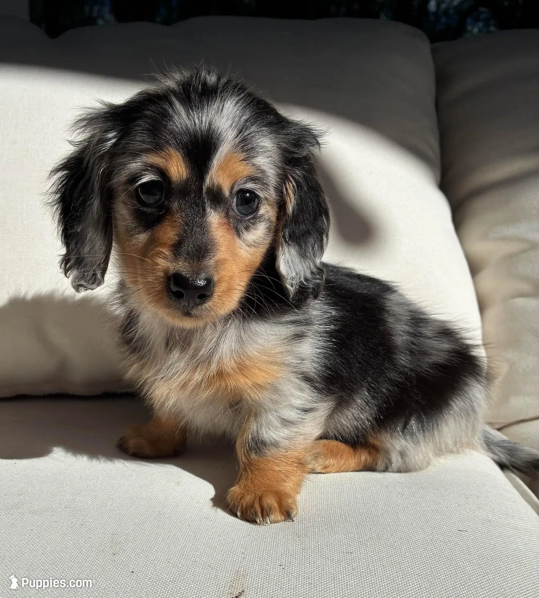 Bella  – Miniature Dachshund puppy for sale in Portland, OR