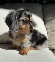 Bella , a female Miniature Dachshund for sale in Portland, OR – Photo 7 of 10