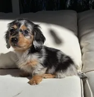 Bella , a female Miniature Dachshund for sale in Portland, OR – Photo 9 of 10