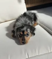 Bella , a female Miniature Dachshund for sale in Portland, OR – Photo 2 of 10