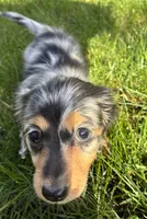 Bella , a female Miniature Dachshund for sale in Portland, OR – Photo 6 of 10