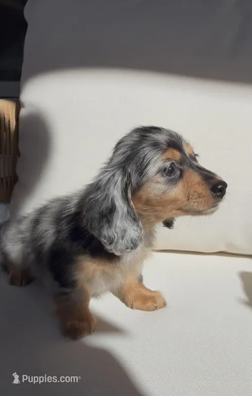 Bella  – Miniature Dachshund puppy for sale in Portland, OR