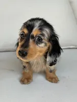 Bella , a female Miniature Dachshund for sale in Portland, OR – Photo 3 of 10