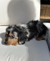 Bella , a female Miniature Dachshund for sale in Portland, OR – Photo 10 of 10