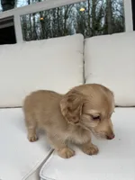 Charlie, a male Miniature Dachshund for sale in Portland, OR – Photo 2 of 10