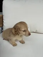 Charlie, a male Miniature Dachshund for sale in Portland, OR – Photo 7 of 10