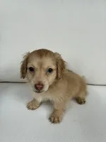 Charlie, a male Miniature Dachshund for sale in Portland, OR – Photo 5 of 10