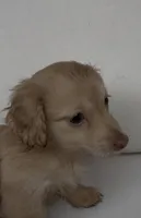 Charlie, a male Miniature Dachshund for sale in Portland, OR – Photo 4 of 10