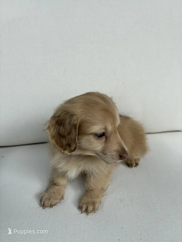 Charlie – Miniature Dachshund puppy for sale in Portland, OR