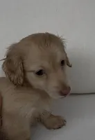 Charlie, a male Miniature Dachshund for sale in Portland, OR – Photo 9 of 10