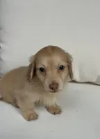 Charlie, a male Miniature Dachshund for sale in Portland, OR – Photo 3 of 10