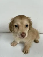 Charlie, a male Miniature Dachshund for sale in Portland, OR – Photo 6 of 10