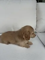 Charlie, a male Miniature Dachshund for sale in Portland, OR – Photo 8 of 10