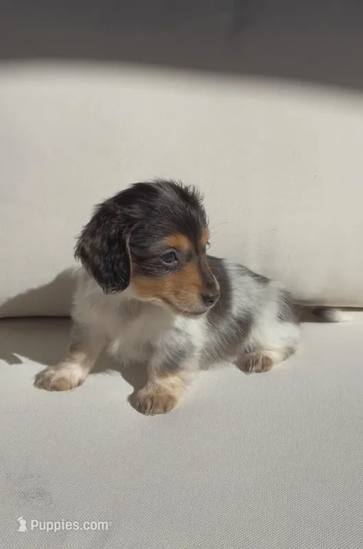 Lily, a female Miniature Dachshund for sale in Portland, OR – Photo 1 of 7