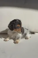 Lily, a female Miniature Dachshund for sale in Portland, OR – Photo 1 of 7