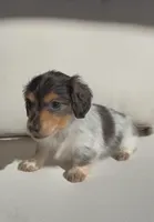 Lily, a female Miniature Dachshund for sale in Portland, OR – Photo 7 of 7