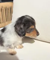 Lily, a female Miniature Dachshund for sale in Portland, OR – Photo 6 of 7