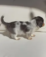 Lily, a female Miniature Dachshund for sale in Portland, OR – Photo 4 of 7