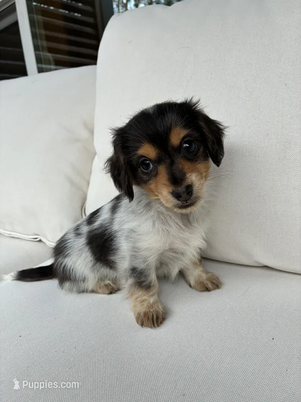 Lily – Miniature Dachshund puppy for sale in Portland, OR