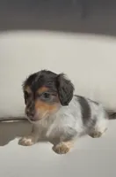 Lily, a female Miniature Dachshund for sale in Portland, OR – Photo 3 of 7