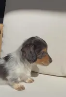 Lily, a female Miniature Dachshund for sale in Portland, OR – Photo 5 of 7