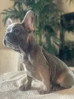 processed/19d1bd87-4d41-4f90-9314-7d9f54f502a2/listing/f981ecc6-5795-4a6e-b1a4-1585f9f59695/6740670b-b25c-47fb-935e-c31e87550cdb