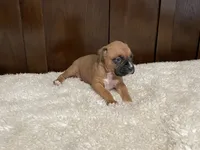 Jax, a male Boxer for sale in Springfield, MO – 5 of 10