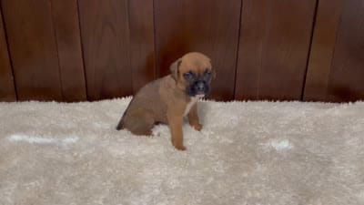 Molly, a female Boxer for sale in Springfield, MO – 9 of 9