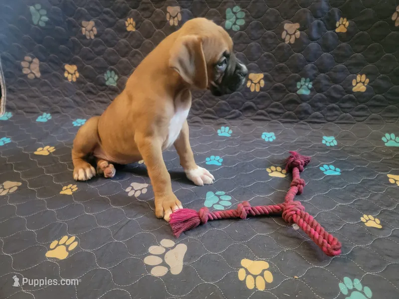 Jax – Boxer puppy for sale in Springfield, MO
