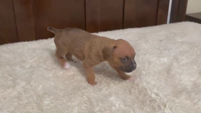 Colt, a male Boxer for sale in Springfield, MO – 9 of 10
