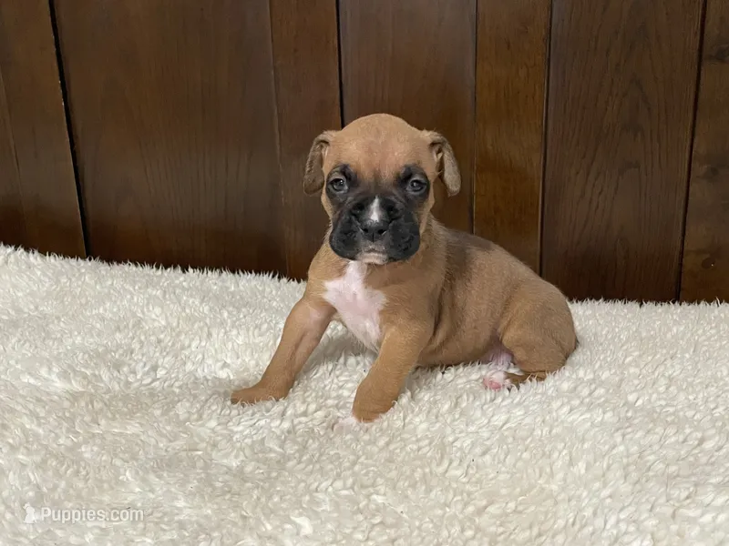 Jax – Boxer puppy for sale in Springfield, MO