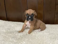 Jax, a male Boxer for sale in Springfield, MO – 1 of 10