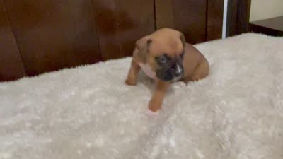 Jax, a male Boxer for sale in Springfield, MO – 10 of 10