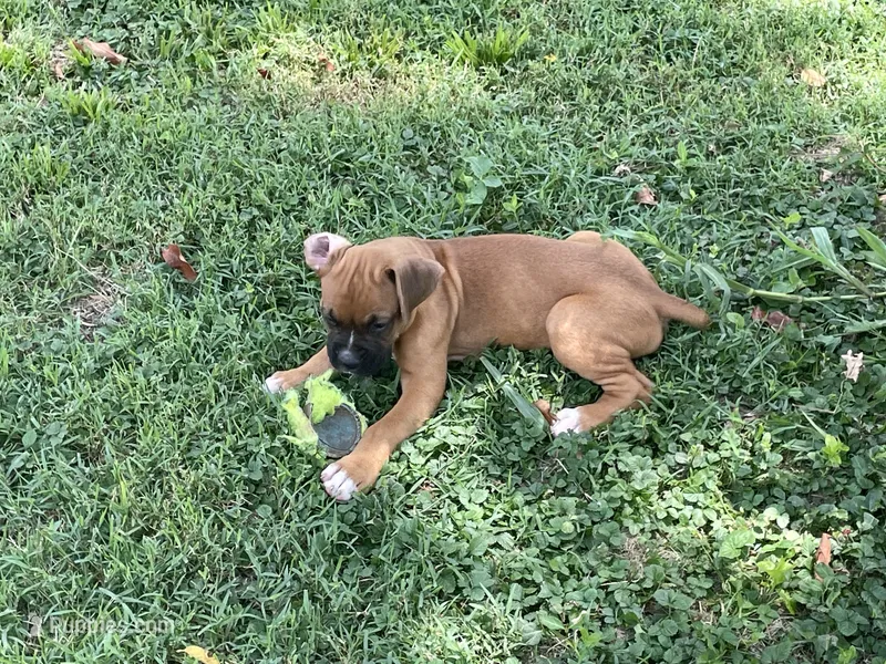 Colt – Boxer puppy for sale in Springfield, MO