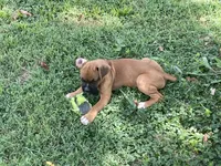 Colt, a male Boxer for sale in Springfield, MO – 2 of 10