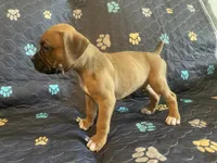 Colt, a male Boxer for sale in Springfield, MO – 5 of 10