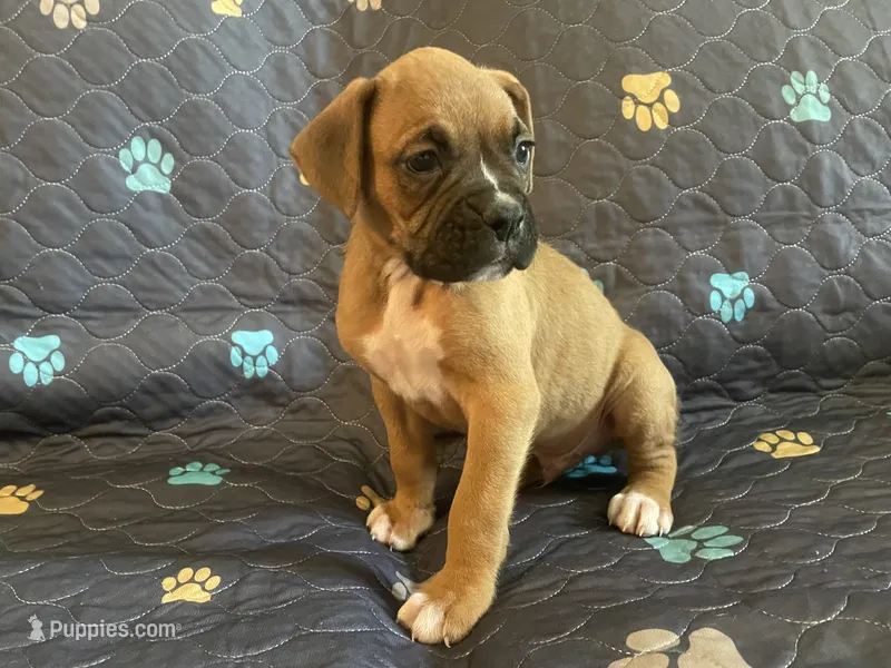 Colt – Boxer puppy for sale in Springfield, MO