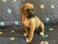 Colt, a male Boxer for sale in Springfield, MO – 4 of 10