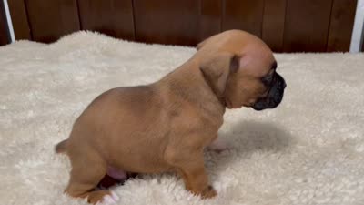 Jax, a male Boxer for sale in Springfield, MO – 9 of 10