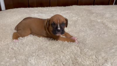 Rocky, a male Boxer for sale in Springfield, MO – 9 of 10
