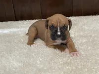 Rocky, a male Boxer for sale in Springfield, MO – 3 of 10