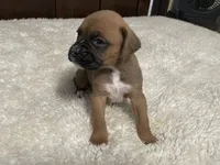 Molly, a female Boxer for sale in Springfield, MO – 3 of 9