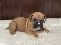Rocky, a male Boxer for sale in Springfield, MO – 6 of 10