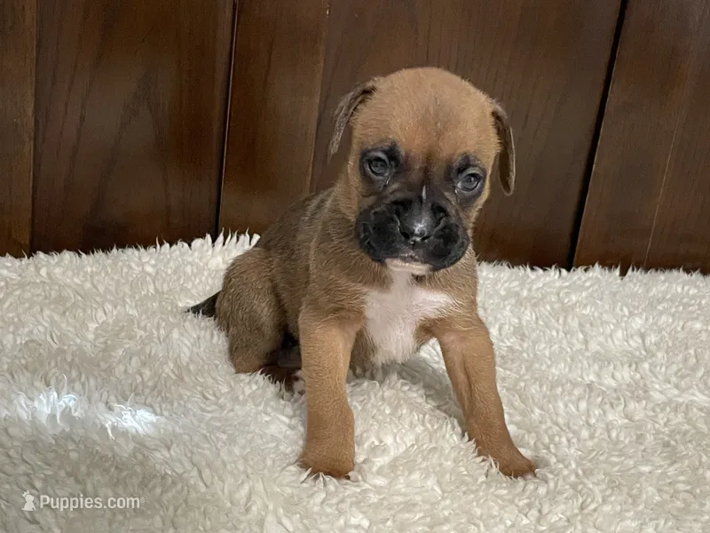 Molly – Boxer puppy for sale in Springfield, MO