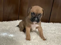 Molly, a female Boxer for sale in Springfield, MO – 1 of 9