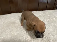 Max, a male Boxer for sale in Springfield, MO – 2 of 10