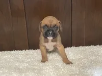 Molly, a female Boxer for sale in Springfield, MO – 2 of 9