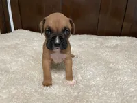 Jax, a male Boxer for sale in Springfield, MO – 8 of 10