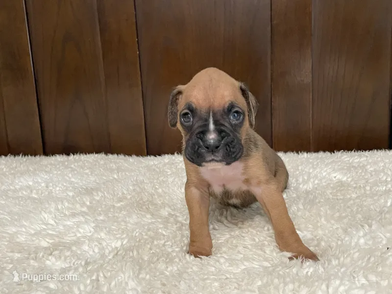 Moxy – Boxer puppy for sale in Springfield, MO